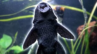 The Almighty Bob the Fish