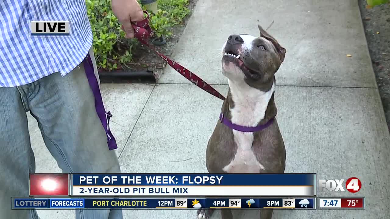 Pet of the Week: Flopsy