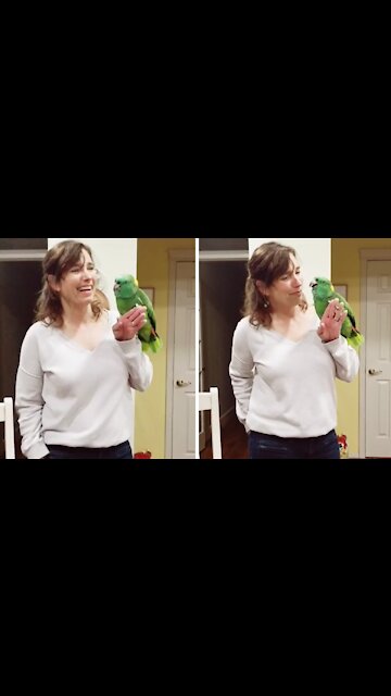 Extremely talented parrot shows off wide variety of talents