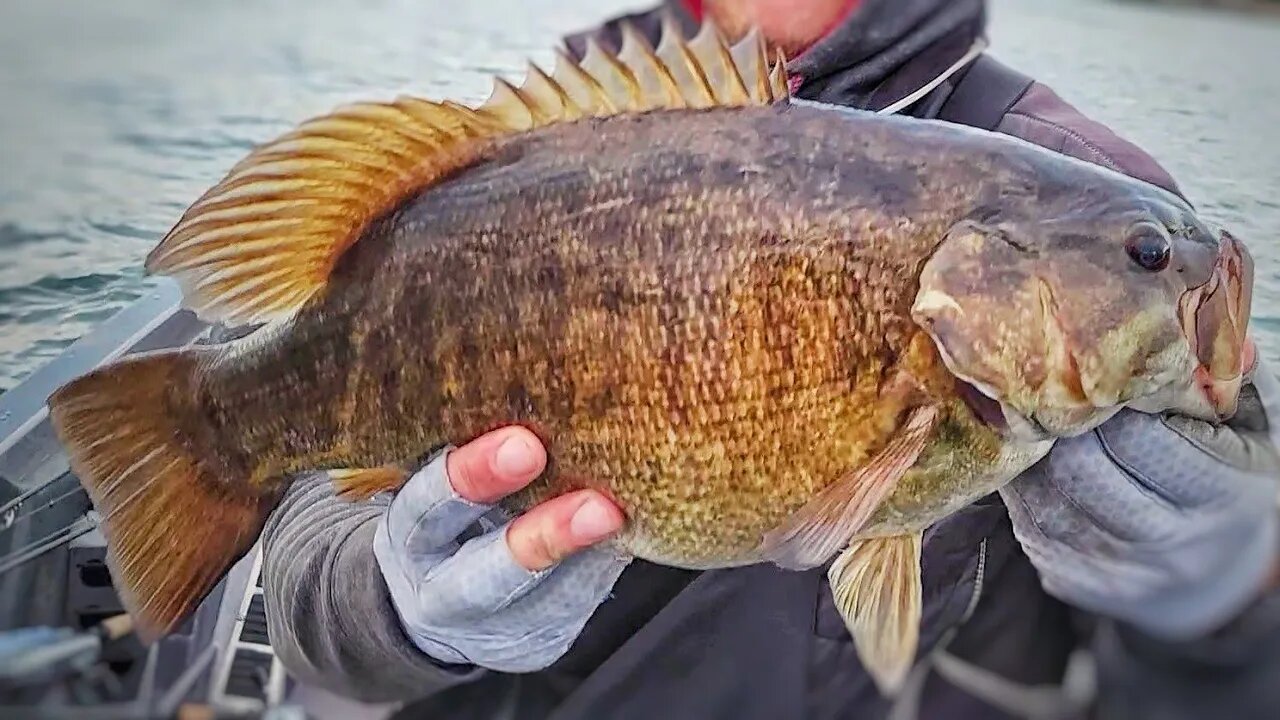 Fishing The LAND of GIANTS!! (SMALLMOUTH Edition)