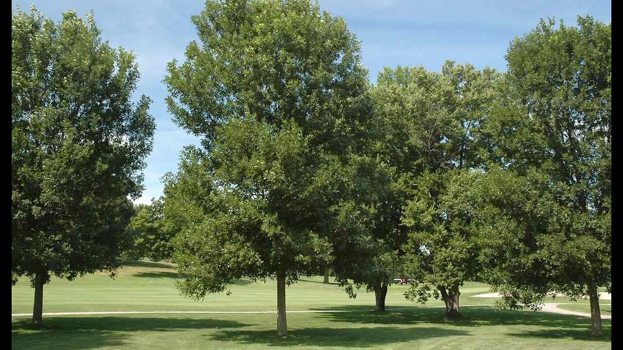 Woke Canada Update: Race-Based Tree Planting in the Name of 'Tree Equity'