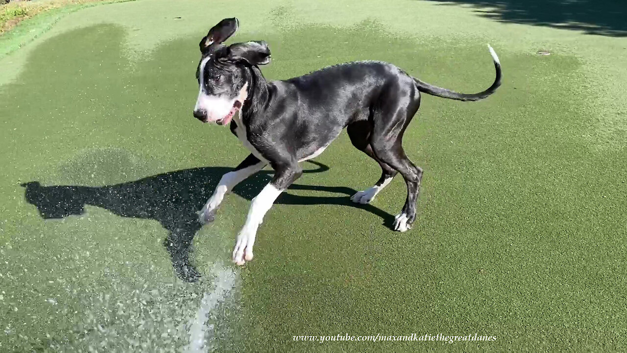 Wet Great Dane Puppy Loves To Chase Water