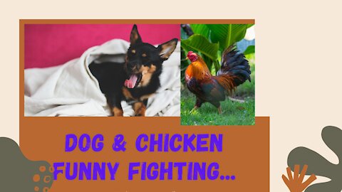 Chicken VS Dog Fight - Funny Dog Fight Videos