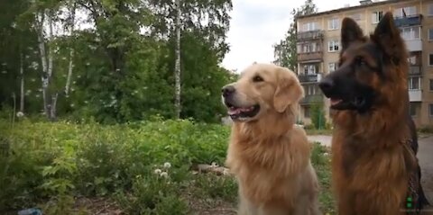 German Shepherd having a great time with his Golden Retriever brother