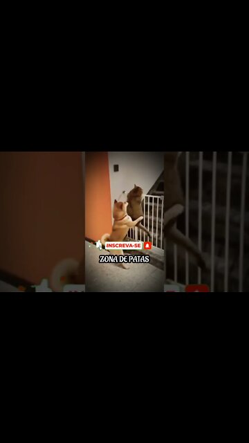 BORA ATRÁS DAS CACHORRAS ZÉ 🤣🤣🤣