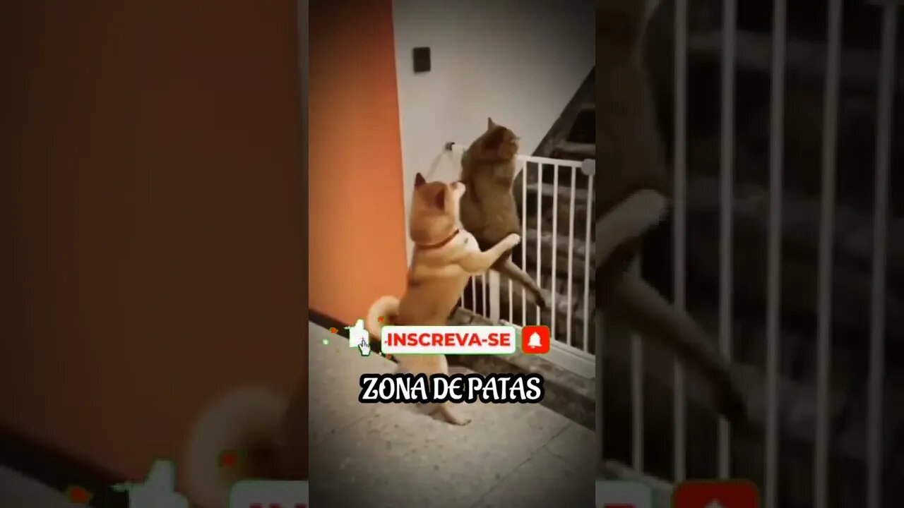 BORA ATRÁS DAS CACHORRAS ZÉ 🤣🤣🤣