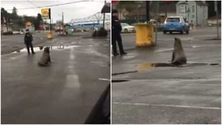 Sea lion takes a walk in Astoria, Oregon