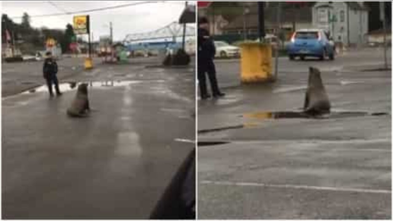 Sea lion takes a walk in Astoria, Oregon