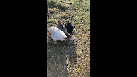 Happy Rooster Eating Oatmeal!