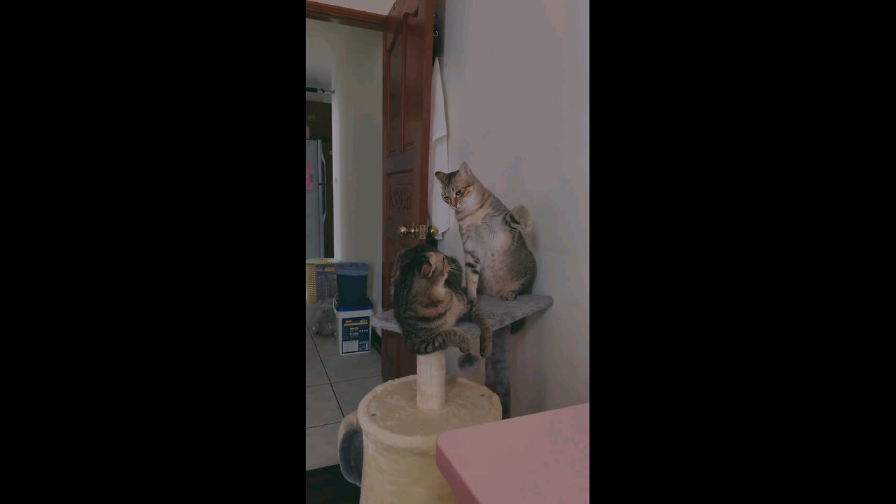 funny cats fight