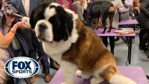 Watch 5 of the best WKC Dog Show moments to celebrate National Puppy Day