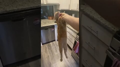 The Grip Of Death