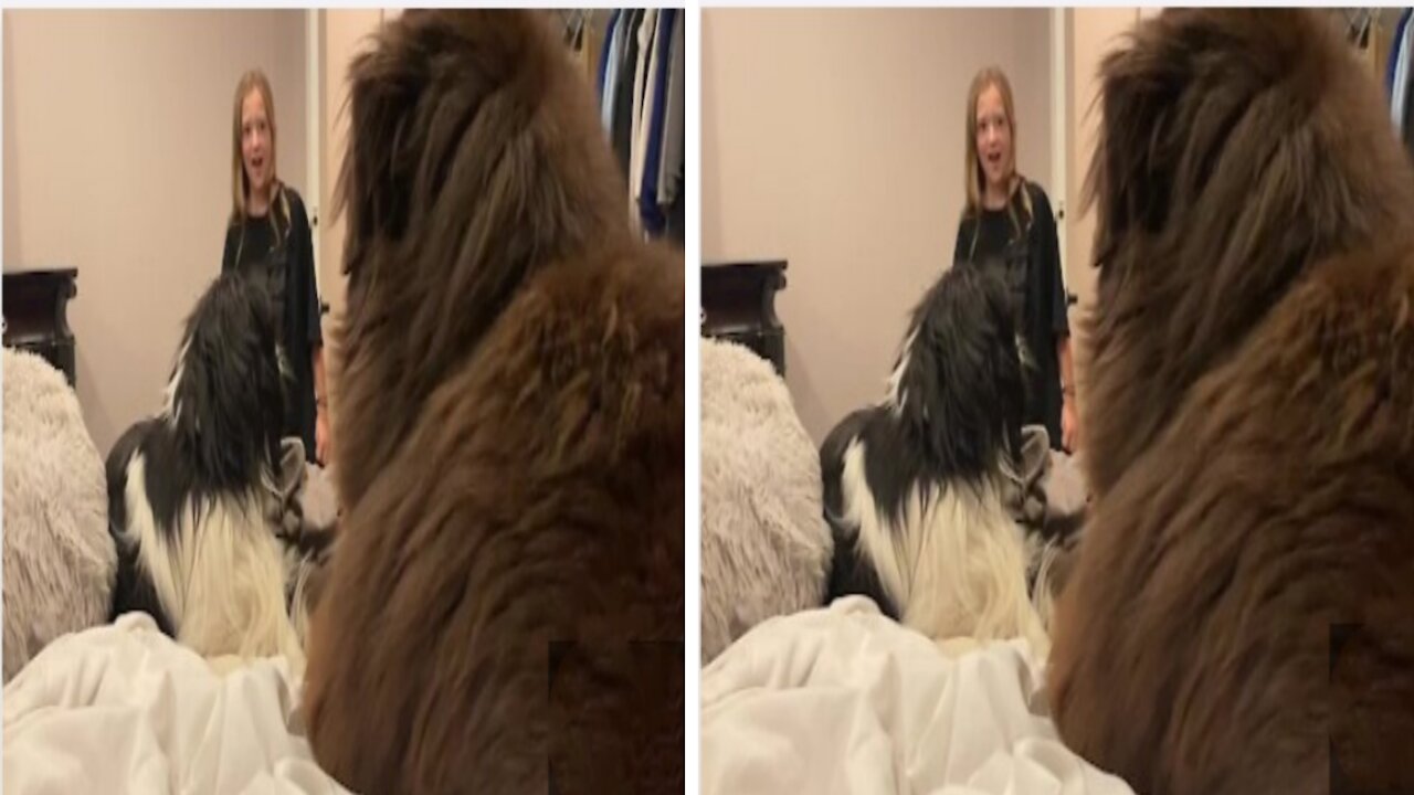 Child hilariously appalled by her two dogs smooching