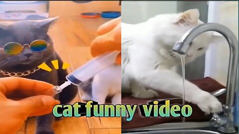 Funny 🤣🤣🤣 cat videos - Smart cat 😎 - Cute 😍 kittens funny cats & dogs 🐕 videos #shorts