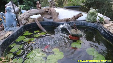 Peaceful sounds at the Pond