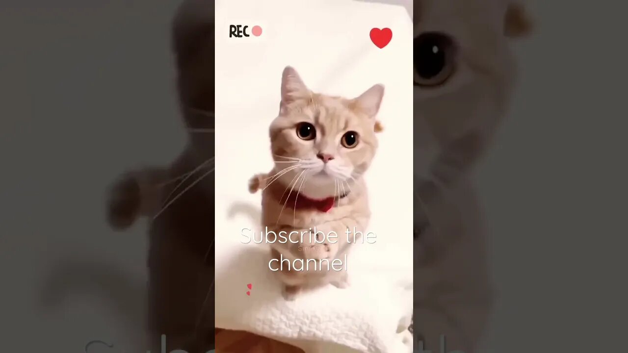 Beautiful kitten #entertainment