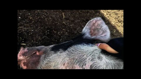 Piggy rubs