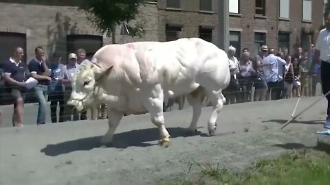 Los 10 Toros Más Grandes Del Mundo-8