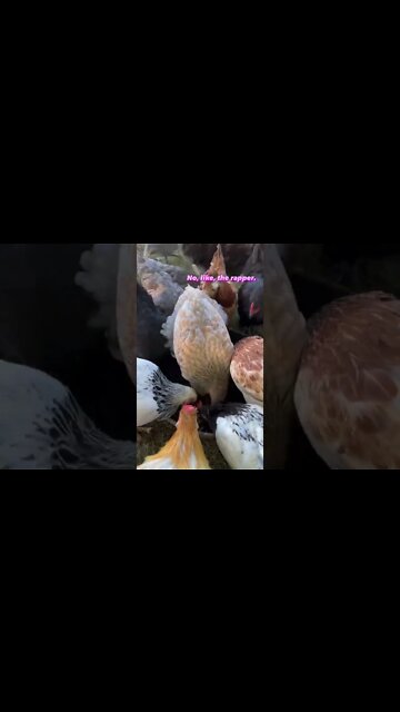 I Pretend My Chickens Have These Conversations #shorts