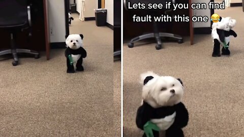 Puppy Were Dress Like Bear |