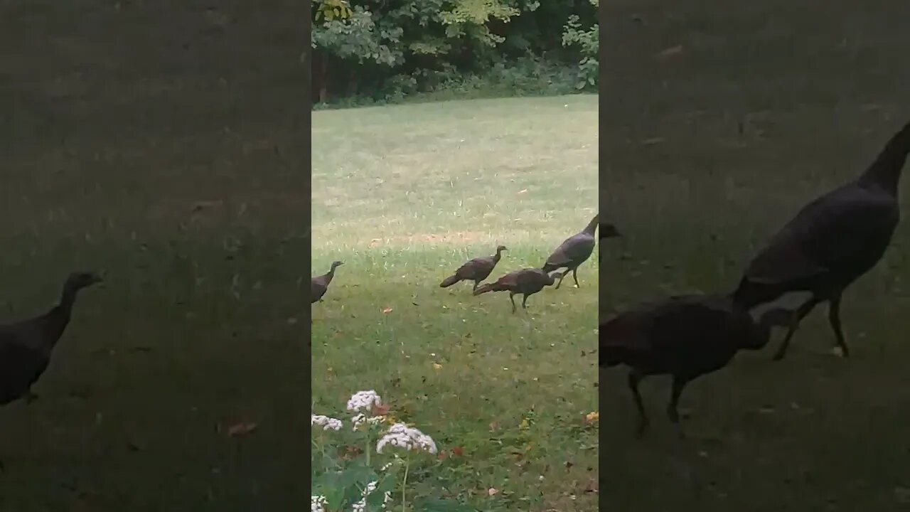 Turkey and Babies 🦃