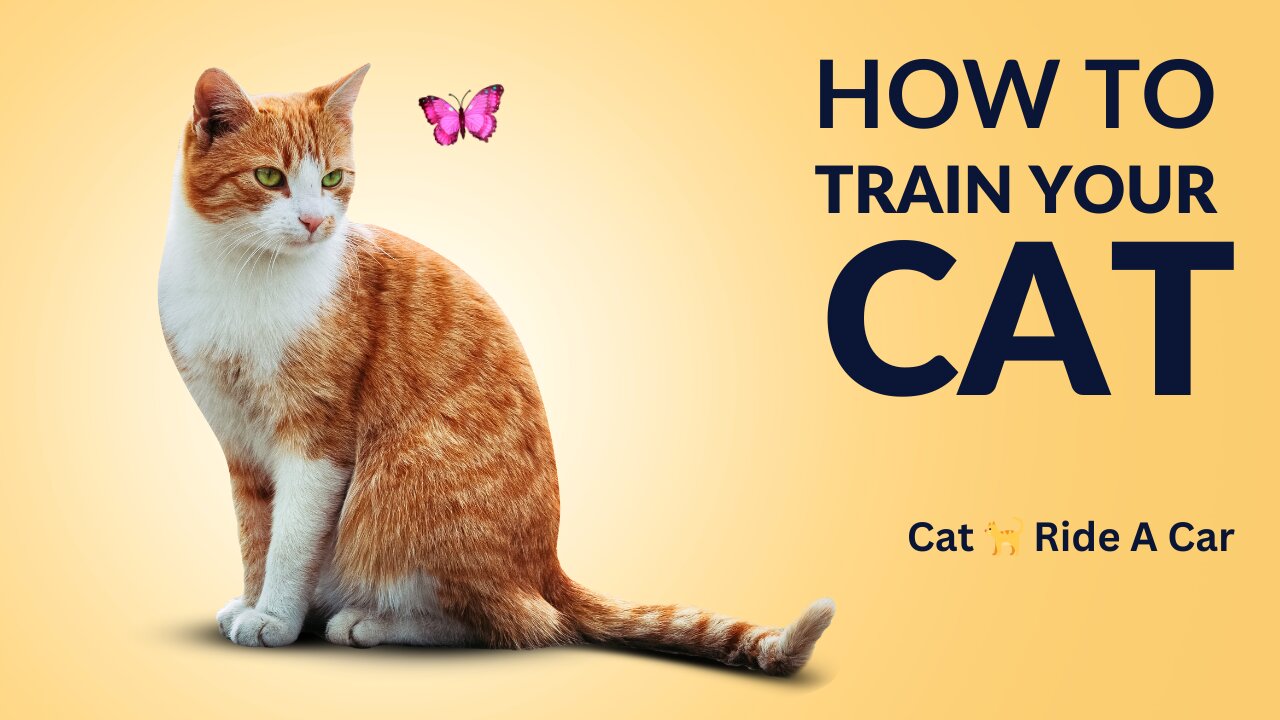 How to train your cat 😺 | cat ride a car 🚗