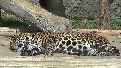 Jaguar sleeping