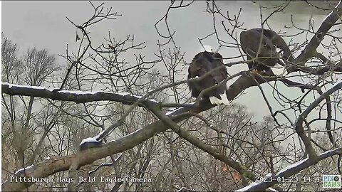 Hays Eagles Mating for the Second Time Today 2023 01 23 14 46 49 088