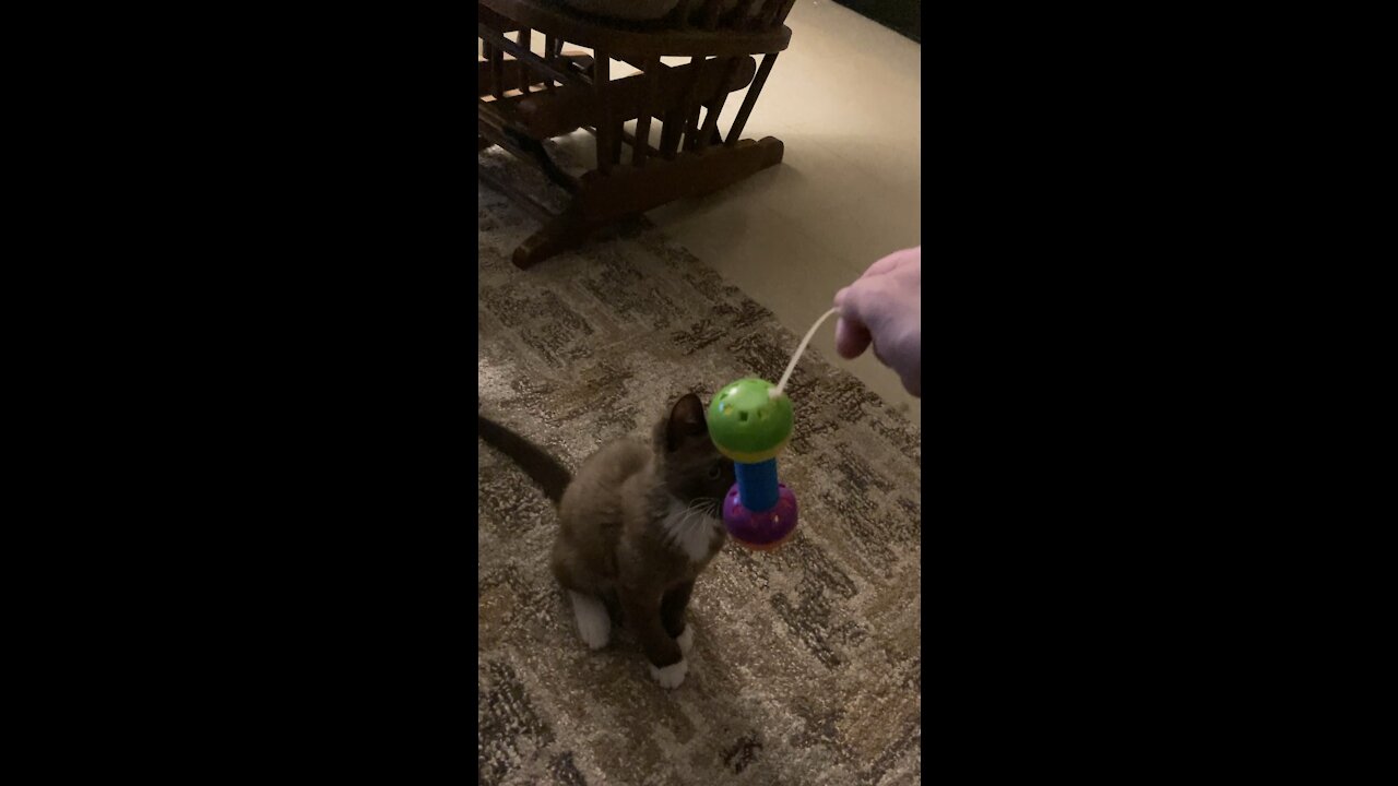 Kitty boxing