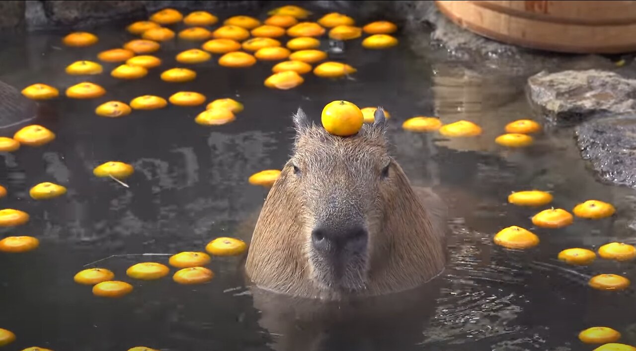 Capybara with mandarin orange on head in the openair bath