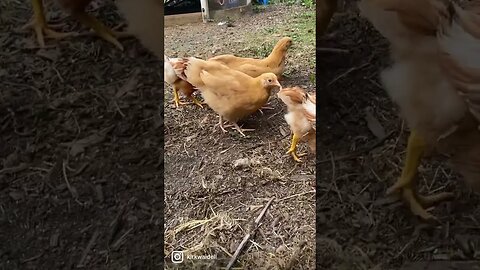 The girls are getting big and exploring the outdoors. #mountainroots #babychicks #backyardchickens