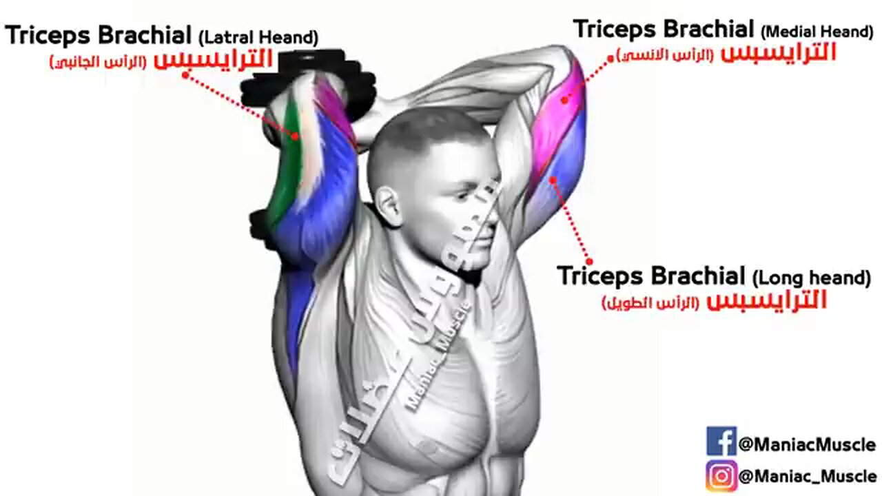 best trishape workout with dumbell