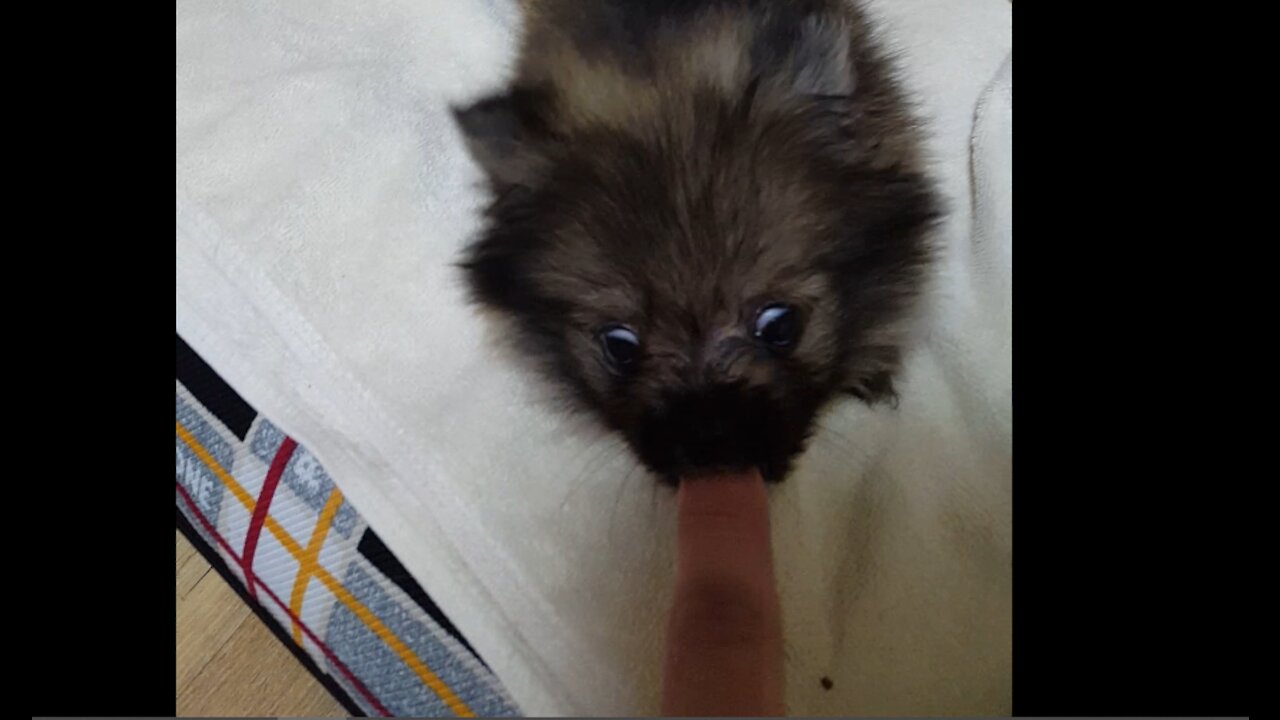 the strongest fighter puppy