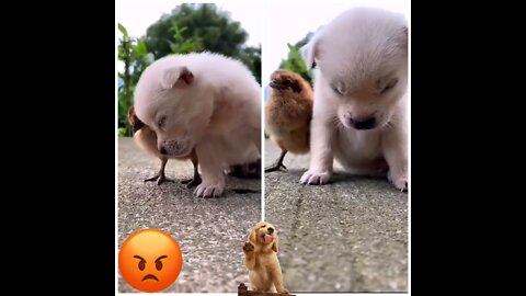 🤯😱How dog eats chicken & How both can sleep 😱🤯