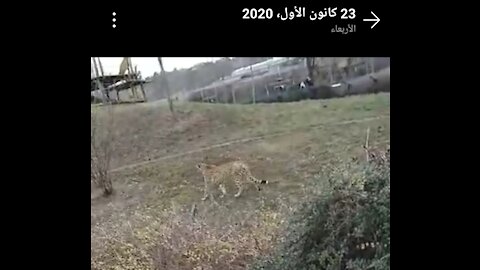 #cheetah #nice cheetah # without Fence # most beautiful cheetah