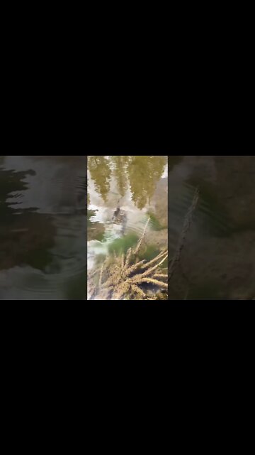 Catch & Release (slow motion)