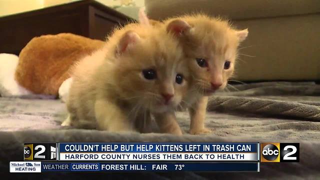 Harford County community nurses kittens back to health