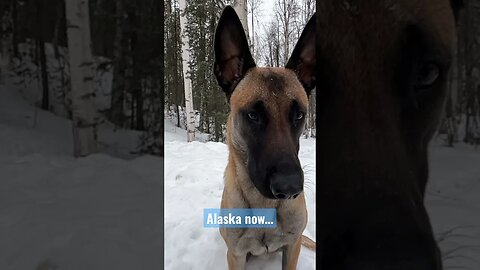 Alaska now…Gunner watching the snow fall.🤍❄️🤍❄️ #HomeFreeAlaska #Shorts #Alaska #BelgianMalinois
