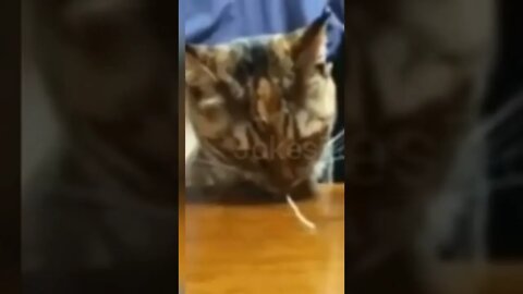 Cute | Funny cat #cat #cute #fyp