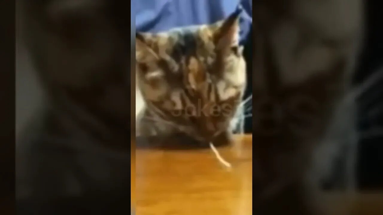 Cute | Funny cat #cat #cute #fyp