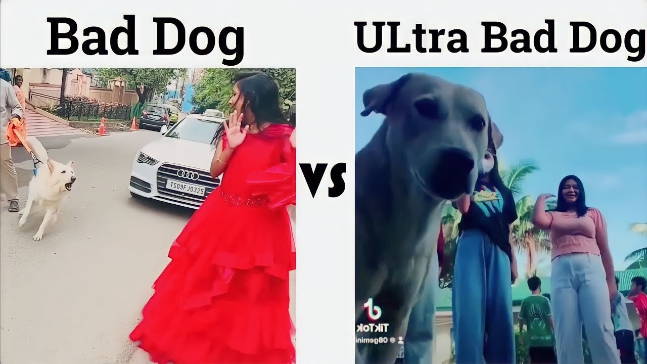 Bad Dog vs Ultra Bad Dog 🤣 funny videos