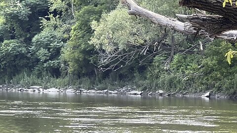 Family of Kingfishers