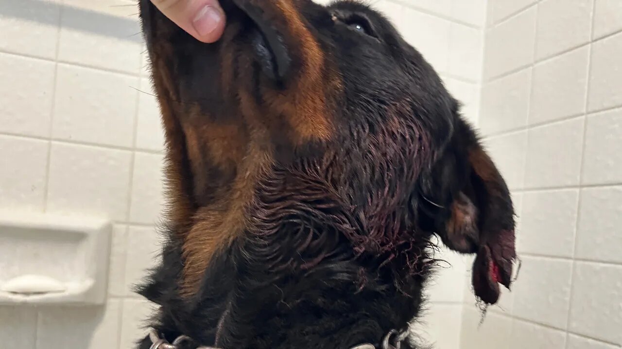 My Rottweiler Picked On The Wrong Dog This Time…