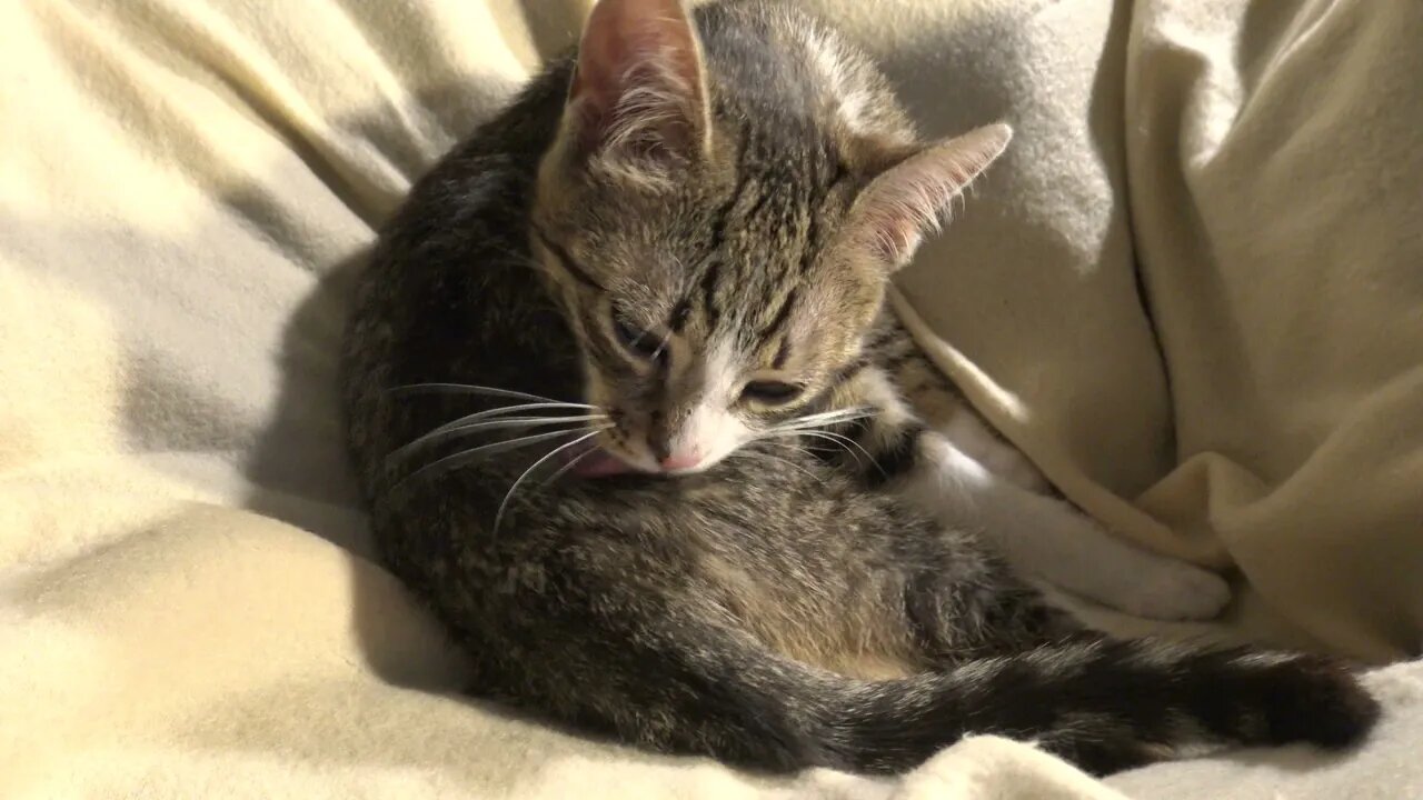 Grooming Is a Cat's Main Occupation