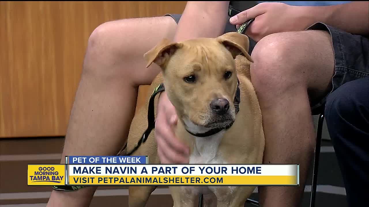 Pet of the week: Navin would love to bring his endearing smile into your home