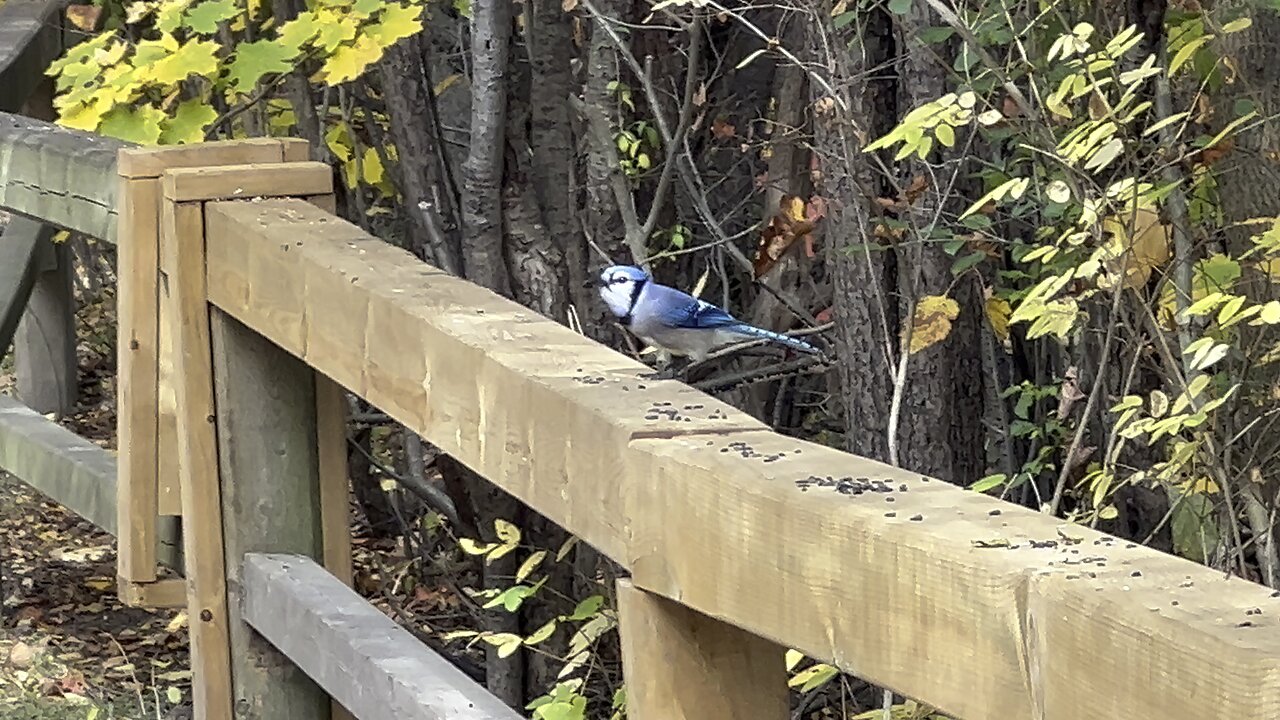 Blue Jay and Cardinal still enjoying black seeds