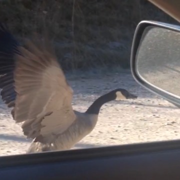 Amazing Goose Flies Beside A Moving Car!