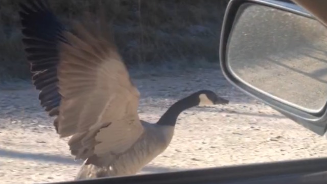 Amazing Goose Flies Beside A Moving Car!