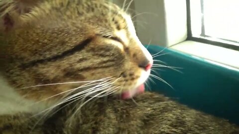 Grooming in a Tray