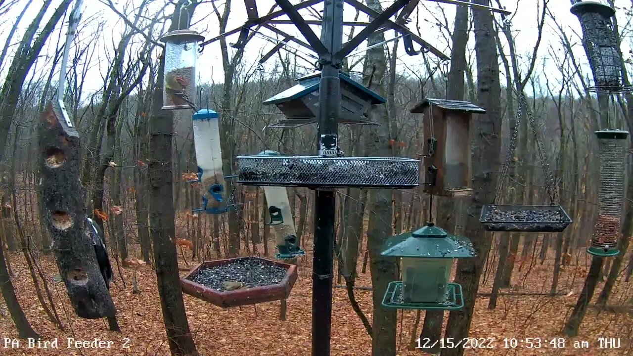 PA Feeder 2 - Pileated Woodpeckers